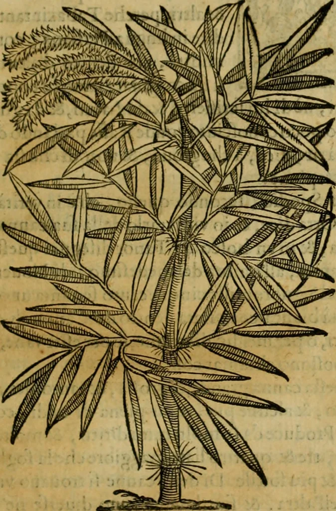 An illustration from Trattato di Christoforo Acosta africano medico & chirurgo della historia, natvra, et virtv delle droghe medicinali, & altri semplici rarissimi, che vengono portati dalle Indie Orientali in Europa : con le figure delle piante ritratte, & disegnate dal viuo poste a' luoghi proprij : nuouamente recato dalla spagnuola nella nostra lingua : con due indici, vno de' capi principali, l'altro delle cose di più momento, che si ritrouano in tutta l'opera, 1585, leaf 276