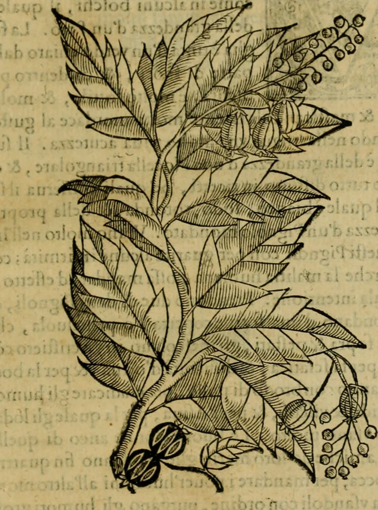 An illustration from Trattato di Christoforo Acosta africano medico & chirurgo della historia, natvra, et virtv delle droghe medicinali, & altri semplici rarissimi, che vengono portati dalle Indie Orientali in Europa : con le figure delle piante ritratte, & disegnate dal viuo poste a' luoghi proprij : nuouamente recato dalla spagnuola nella nostra lingua : con due indici, vno de' capi principali, l'altro delle cose di più momento, che si ritrouano in tutta l'opera, 1585, leaf 290