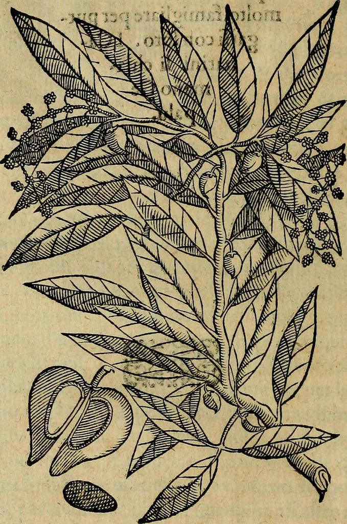 An illustration from Trattato di Christoforo Acosta africano medico & chirurgo della historia, natvra, et virtv delle droghe medicinali, & altri semplici rarissimi, che vengono portati dalle Indie Orientali in Europa : con le figure delle piante ritratte, & disegnate dal viuo poste a' luoghi proprij : nuouamente recato dalla spagnuola nella nostra lingua : con due indici, vno de' capi principali, l'altro delle cose di più momento, che si ritrouano in tutta l'opera, 1585, leaf 293