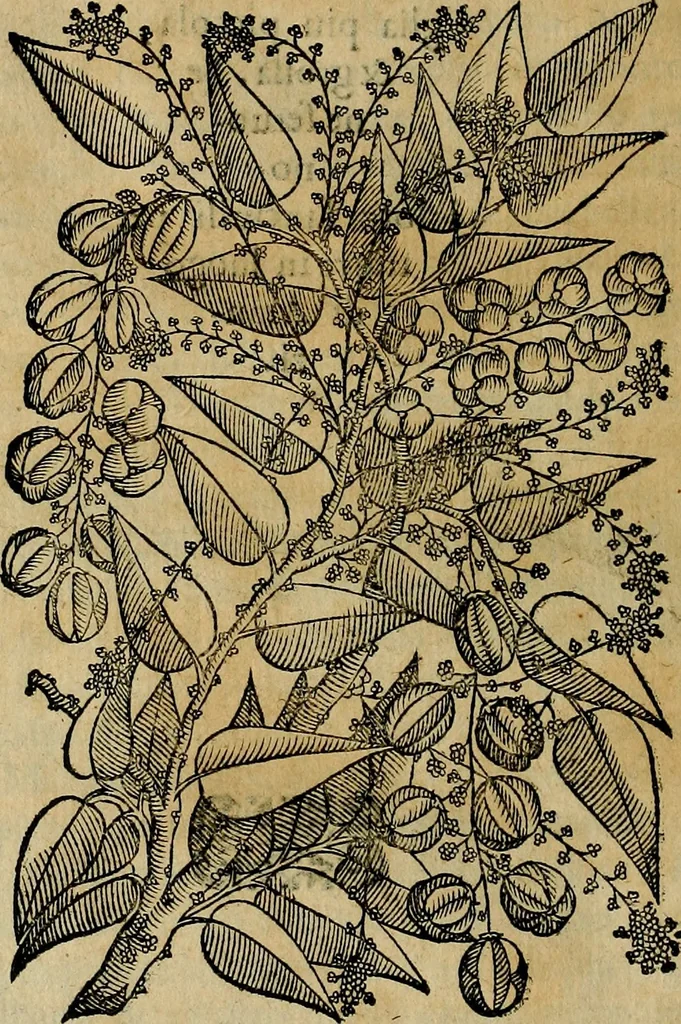 An illustration from Trattato di Christoforo Acosta africano medico & chirurgo della historia, natvra, et virtv delle droghe medicinali, & altri semplici rarissimi, che vengono portati dalle Indie Orientali in Europa : con le figure delle piante ritratte, & disegnate dal viuo poste a' luoghi proprij : nuouamente recato dalla spagnuola nella nostra lingua : con due indici, vno de' capi principali, l'altro delle cose di più momento, che si ritrouano in tutta l'opera, 1585, leaf 297
