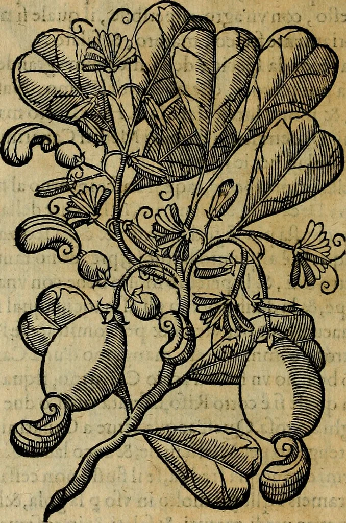 An illustration from Trattato di Christoforo Acosta africano medico & chirurgo della historia, natvra, et virtv delle droghe medicinali, & altri semplici rarissimi, che vengono portati dalle Indie Orientali in Europa : con le figure delle piante ritratte, & disegnate dal viuo poste a' luoghi proprij : nuouamente recato dalla spagnuola nella nostra lingua : con due indici, vno de' capi principali, l'altro delle cose di più momento, che si ritrouano in tutta l'opera, 1585, leaf 299