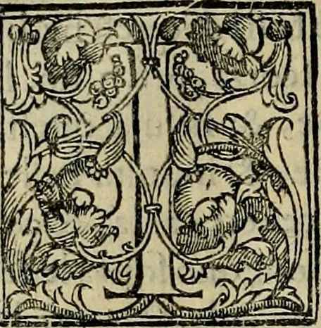 An illustration from Trattato di Christoforo Acosta africano medico & chirurgo della historia, natvra, et virtv delle droghe medicinali, & altri semplici rarissimi, che vengono portati dalle Indie Orientali in Europa : con le figure delle piante ritratte, & disegnate dal viuo poste a' luoghi proprij : nuouamente recato dalla spagnuola nella nostra lingua : con due indici, vno de' capi principali, l'altro delle cose di più momento, che si ritrouano in tutta l'opera, 1585, leaf 305