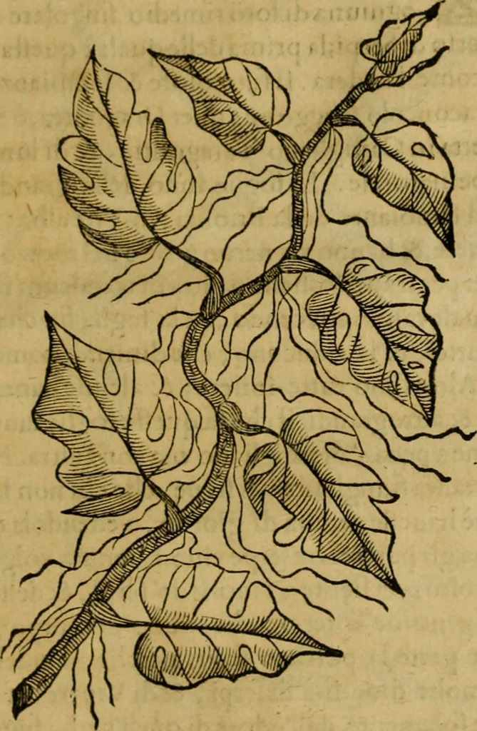 An illustration from Trattato di Christoforo Acosta africano medico & chirurgo della historia, natvra, et virtv delle droghe medicinali, & altri semplici rarissimi, che vengono portati dalle Indie Orientali in Europa : con le figure delle piante ritratte, & disegnate dal viuo poste a' luoghi proprij : nuouamente recato dalla spagnuola nella nostra lingua : con due indici, vno de' capi principali, l'altro delle cose di più momento, che si ritrouano in tutta l'opera, 1585, leaf 310