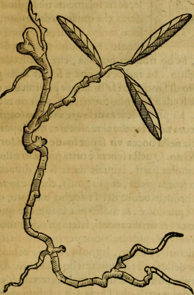An illustration from Trattato di Christoforo Acosta africano medico & chirurgo della historia, natvra, et virtv delle droghe medicinali, & altri semplici rarissimi, che vengono portati dalle Indie Orientali in Europa : con le figure delle piante ritratte, & disegnate dal viuo poste a' luoghi proprij : nuouamente recato dalla spagnuola nella nostra lingua : con due indici, vno de' capi principali, l'altro delle cose di più momento, che si ritrouano in tutta l'opera, 1585, leaf 312