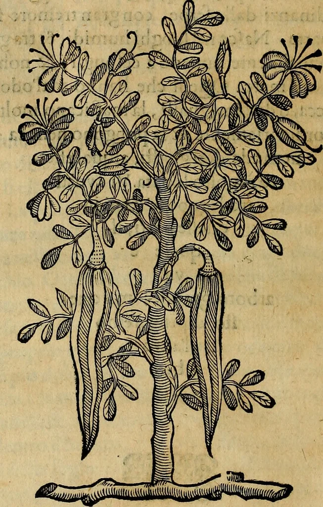 An illustration from Trattato di Christoforo Acosta africano medico & chirurgo della historia, natvra, et virtv delle droghe medicinali, & altri semplici rarissimi, che vengono portati dalle Indie Orientali in Europa : con le figure delle piante ritratte, & disegnate dal viuo poste a' luoghi proprij : nuouamente recato dalla spagnuola nella nostra lingua : con due indici, vno de' capi principali, l'altro delle cose di più momento, che si ritrouano in tutta l'opera, 1585, leaf 315