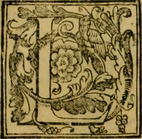 An illustration from Trattato di Christoforo Acosta africano medico & chirurgo della historia, natvra, et virtv delle droghe medicinali, & altri semplici rarissimi, che vengono portati dalle Indie Orientali in Europa : con le figure delle piante ritratte, & disegnate dal viuo poste a' luoghi proprij : nuouamente recato dalla spagnuola nella nostra lingua : con due indici, vno de' capi principali, l'altro delle cose di più momento, che si ritrouano in tutta l'opera, 1585, leaf 316