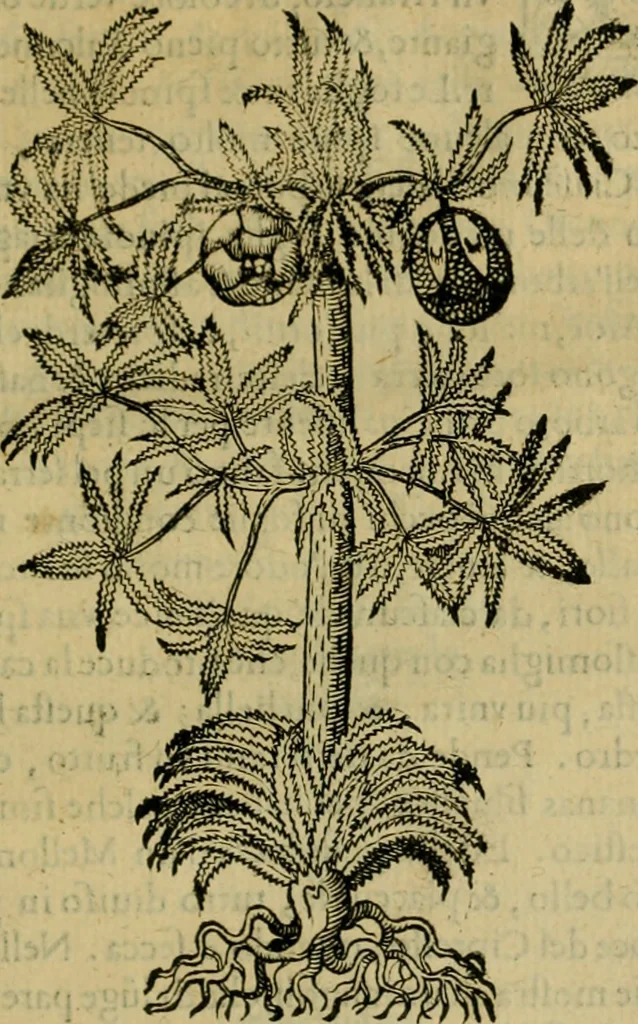An illustration from Trattato di Christoforo Acosta africano medico & chirurgo della historia, natvra, et virtv delle droghe medicinali, & altri semplici rarissimi, che vengono portati dalle Indie Orientali in Europa : con le figure delle piante ritratte, & disegnate dal viuo poste a' luoghi proprij : nuouamente recato dalla spagnuola nella nostra lingua : con due indici, vno de' capi principali, l'altro delle cose di più momento, che si ritrouano in tutta l'opera, 1585, leaf 318
