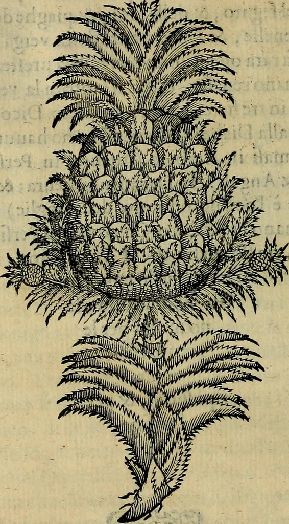 An illustration from Trattato di Christoforo Acosta africano medico & chirurgo della historia, natvra, et virtv delle droghe medicinali, & altri semplici rarissimi, che vengono portati dalle Indie Orientali in Europa : con le figure delle piante ritratte, & disegnate dal viuo poste a' luoghi proprij : nuouamente recato dalla spagnuola nella nostra lingua : con due indici, vno de' capi principali, l'altro delle cose di più momento, che si ritrouano in tutta l'opera, 1585, leaf 321
