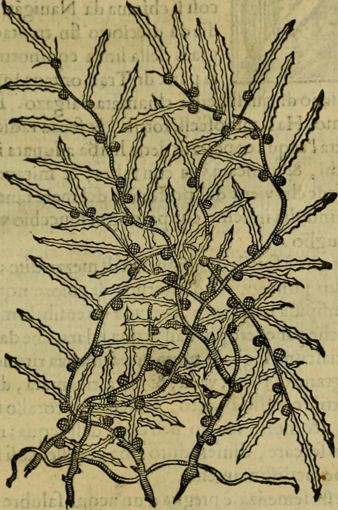 An illustration from Trattato di Christoforo Acosta africano medico & chirurgo della historia, natvra, et virtv delle droghe medicinali, & altri semplici rarissimi, che vengono portati dalle Indie Orientali in Europa : con le figure delle piante ritratte, & disegnate dal viuo poste a' luoghi proprij : nuouamente recato dalla spagnuola nella nostra lingua : con due indici, vno de' capi principali, l'altro delle cose di più momento, che si ritrouano in tutta l'opera, 1585, leaf 324