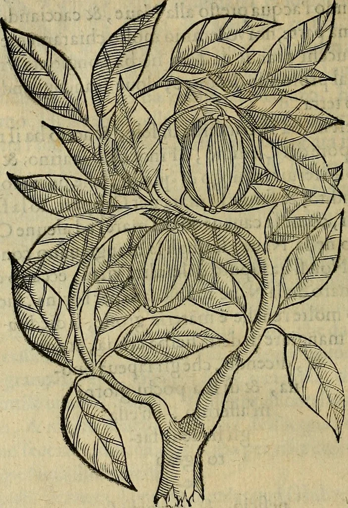 An illustration from Trattato di Christoforo Acosta africano medico & chirurgo della historia, natvra, et virtv delle droghe medicinali, & altri semplici rarissimi, che vengono portati dalle Indie Orientali in Europa : con le figure delle piante ritratte, & disegnate dal viuo poste a' luoghi proprij : nuouamente recato dalla spagnuola nella nostra lingua : con due indici, vno de' capi principali, l'altro delle cose di più momento, che si ritrouano in tutta l'opera, 1585, leaf 327