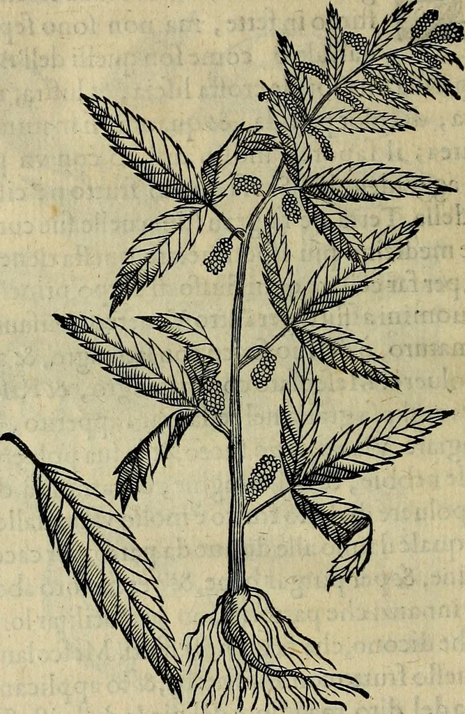 An illustration from Trattato di Christoforo Acosta africano medico & chirurgo della historia, natvra, et virtv delle droghe medicinali, & altri semplici rarissimi, che vengono portati dalle Indie Orientali in Europa : con le figure delle piante ritratte, & disegnate dal viuo poste a' luoghi proprij : nuouamente recato dalla spagnuola nella nostra lingua : con due indici, vno de' capi principali, l'altro delle cose di più momento, che si ritrouano in tutta l'opera, 1585, leaf 329