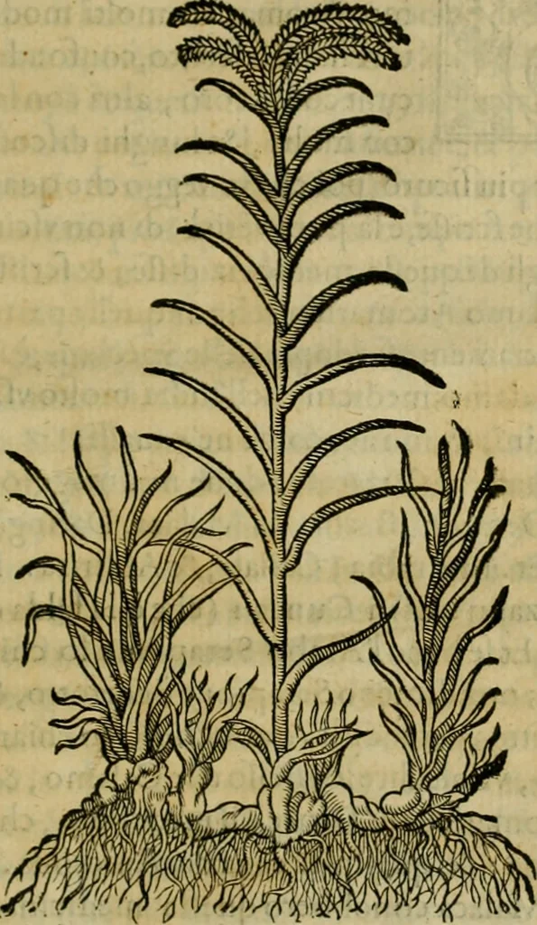An illustration from Trattato di Christoforo Acosta africano medico & chirurgo della historia, natvra, et virtv delle droghe medicinali, & altri semplici rarissimi, che vengono portati dalle Indie Orientali in Europa : con le figure delle piante ritratte, & disegnate dal viuo poste a' luoghi proprij : nuouamente recato dalla spagnuola nella nostra lingua : con due indici, vno de' capi principali, l'altro delle cose di più momento, che si ritrouano in tutta l'opera, 1585, leaf 342