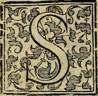 An illustration from Trattato di Christoforo Acosta africano medico & chirurgo della historia, natvra, et virtv delle droghe medicinali, & altri semplici rarissimi, che vengono portati dalle Indie Orientali in Europa : con le figure delle piante ritratte, & disegnate dal viuo poste a' luoghi proprij : nuouamente recato dalla spagnuola nella nostra lingua : con due indici, vno de' capi principali, l'altro delle cose di più momento, che si ritrouano in tutta l'opera, 1585, leaf 343