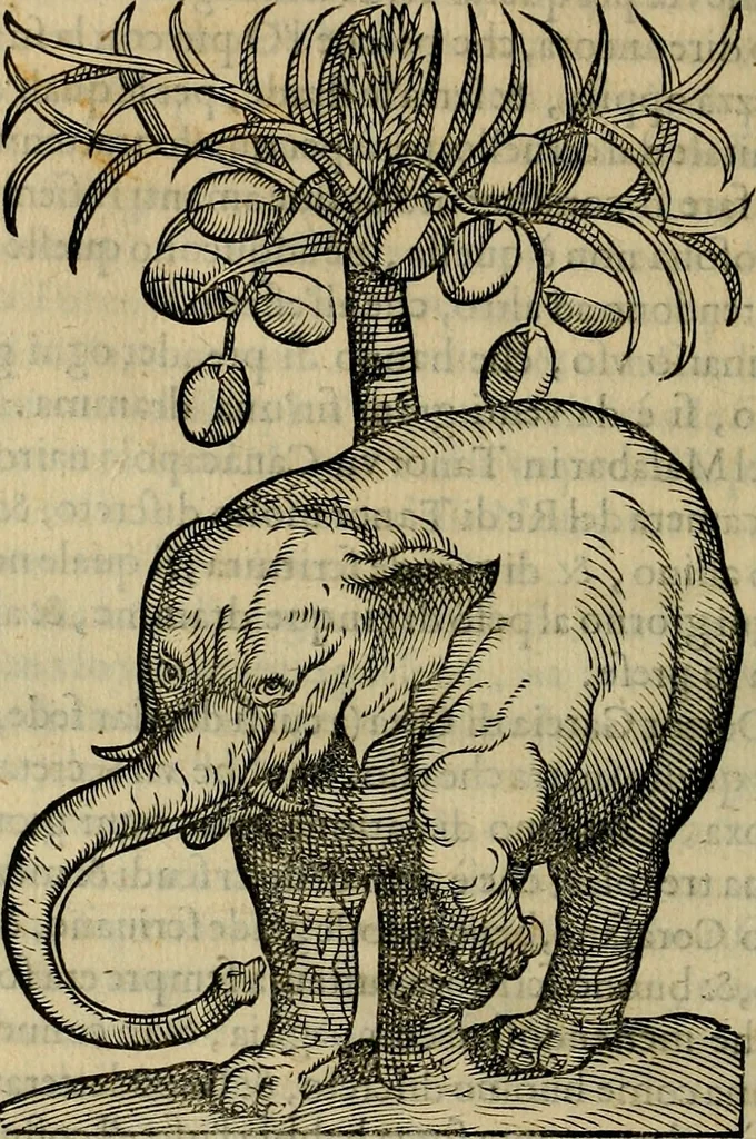 An illustration from Trattato di Christoforo Acosta africano medico & chirurgo della historia, natvra, et virtv delle droghe medicinali, & altri semplici rarissimi, che vengono portati dalle Indie Orientali in Europa : con le figure delle piante ritratte, & disegnate dal viuo poste a' luoghi proprij : nuouamente recato dalla spagnuola nella nostra lingua : con due indici, vno de' capi principali, l'altro delle cose di più momento, che si ritrouano in tutta l'opera, 1585, leaf 371