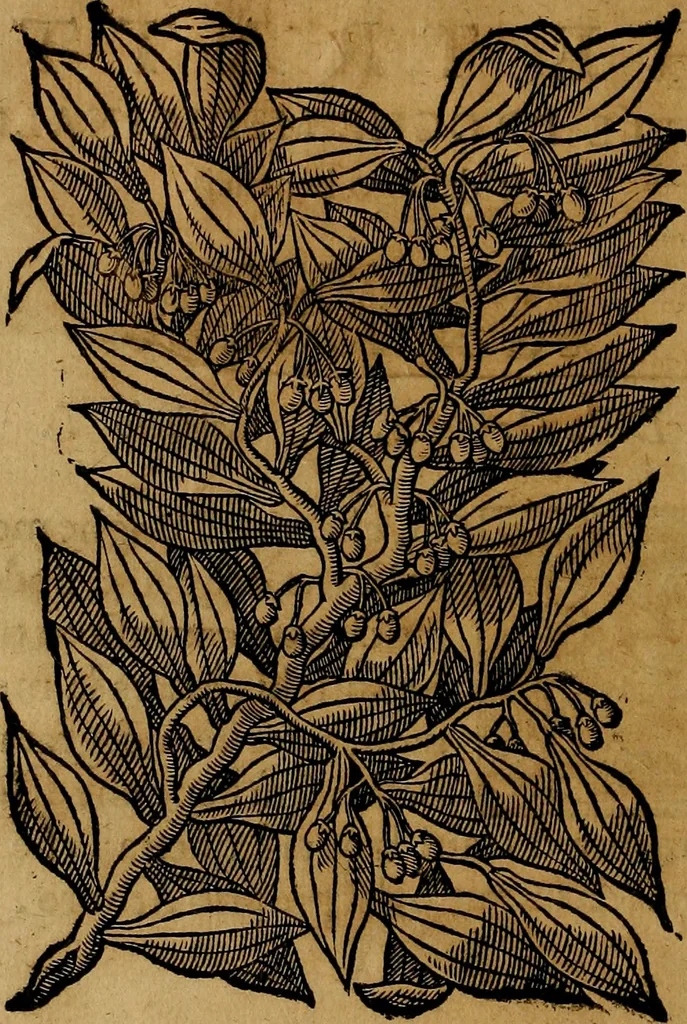 An illustration from Trattato di Christoforo Acosta africano medico & chirurgo della historia, natvra, et virtv delle droghe medicinali, & altri semplici rarissimi, che vengono portati dalle Indie Orientali in Europa : con le figure delle piante ritratte, & disegnate dal viuo poste a' luoghi proprij : nuouamente recato dalla spagnuola nella nostra lingua : con due indici, vno de' capi principali, l'altro delle cose di più momento, che si ritrouano in tutta l'opera, 1585, leaf 55