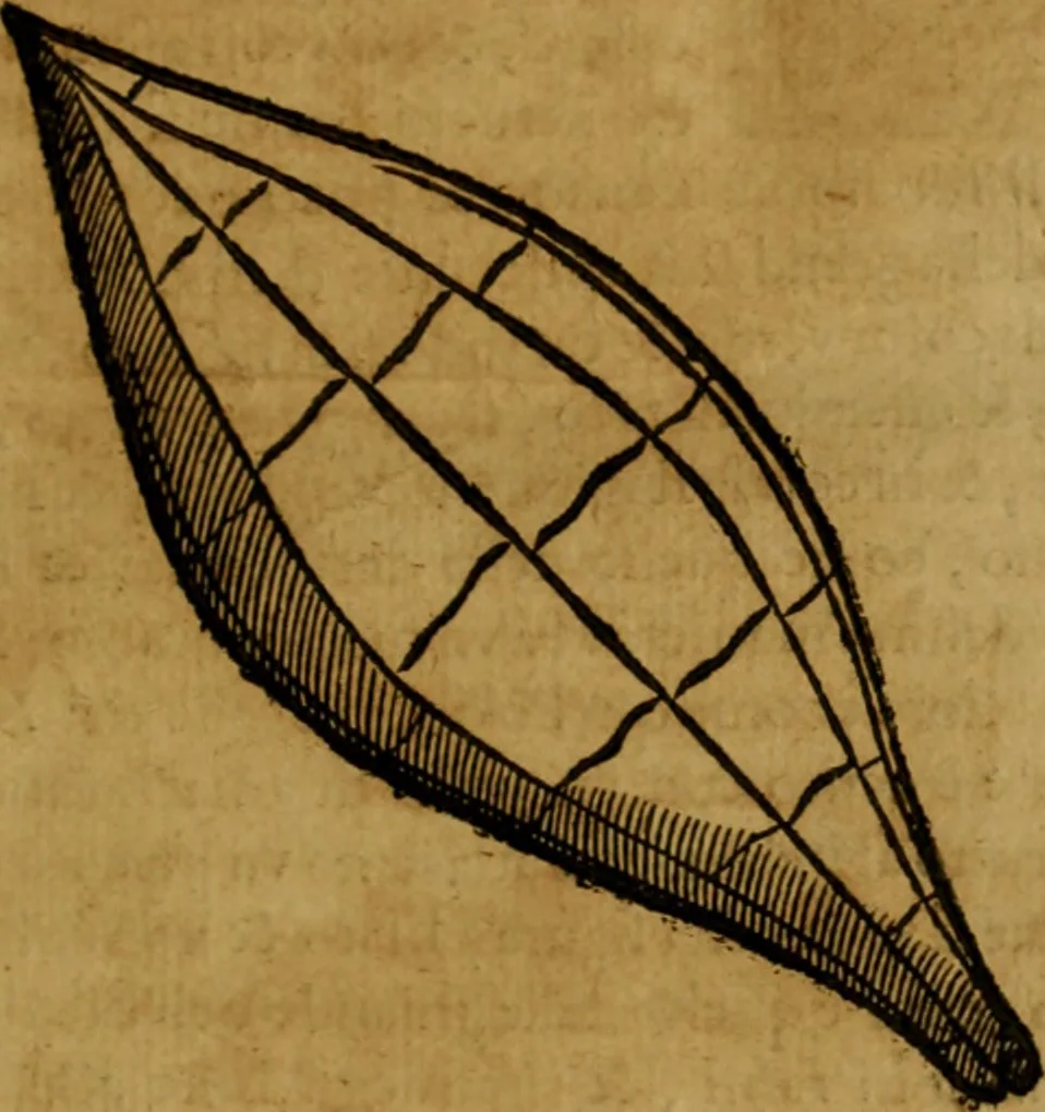 An illustration from Trattato di Christoforo Acosta africano medico & chirurgo della historia, natvra, et virtv delle droghe medicinali, & altri semplici rarissimi, che vengono portati dalle Indie Orientali in Europa : con le figure delle piante ritratte, & disegnate dal viuo poste a' luoghi proprij : nuouamente recato dalla spagnuola nella nostra lingua : con due indici, vno de' capi principali, l'altro delle cose di più momento, che si ritrouano in tutta l'opera, 1585, leaf 56