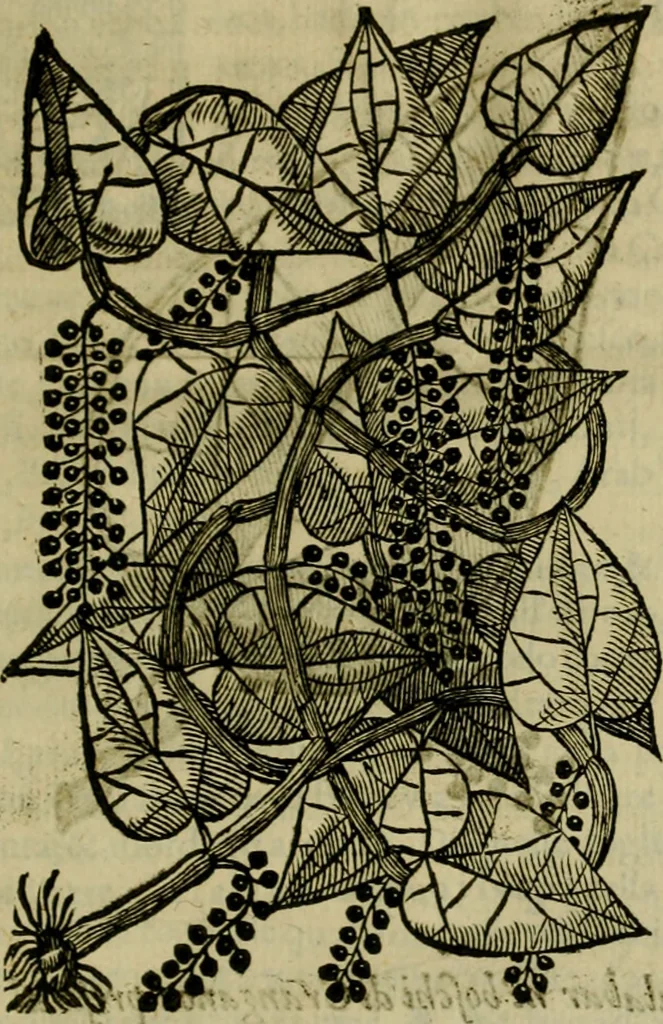 An illustration from Trattato di Christoforo Acosta africano medico & chirurgo della historia, natvra, et virtv delle droghe medicinali, & altri semplici rarissimi, che vengono portati dalle Indie Orientali in Europa : con le figure delle piante ritratte, & disegnate dal viuo poste a' luoghi proprij : nuouamente recato dalla spagnuola nella nostra lingua : con due indici, vno de' capi principali, l'altro delle cose di più momento, che si ritrouano in tutta l'opera, 1585, leaf 68