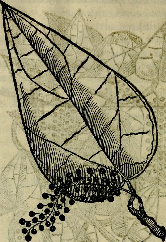 An illustration from Trattato di Christoforo Acosta africano medico & chirurgo della historia, natvra, et virtv delle droghe medicinali, & altri semplici rarissimi, che vengono portati dalle Indie Orientali in Europa : con le figure delle piante ritratte, & disegnate dal viuo poste a' luoghi proprij : nuouamente recato dalla spagnuola nella nostra lingua : con due indici, vno de' capi principali, l'altro delle cose di più momento, che si ritrouano in tutta l'opera, 1585, leaf 69