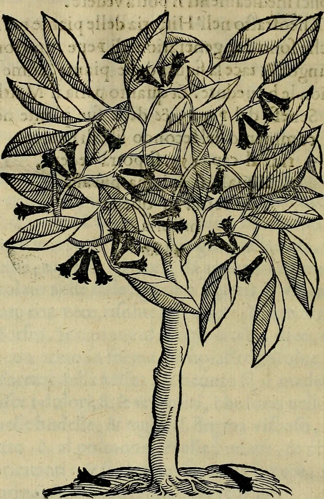 An illustration from Trattato di Christoforo Acosta africano medico & chirurgo della historia, natvra, et virtv delle droghe medicinali, & altri semplici rarissimi, che vengono portati dalle Indie Orientali in Europa : con le figure delle piante ritratte, & disegnate dal viuo poste a' luoghi proprij : nuouamente recato dalla spagnuola nella nostra lingua : con due indici, vno de' capi principali, l'altro delle cose di più momento, che si ritrouano in tutta l'opera, 1585, leaf 77