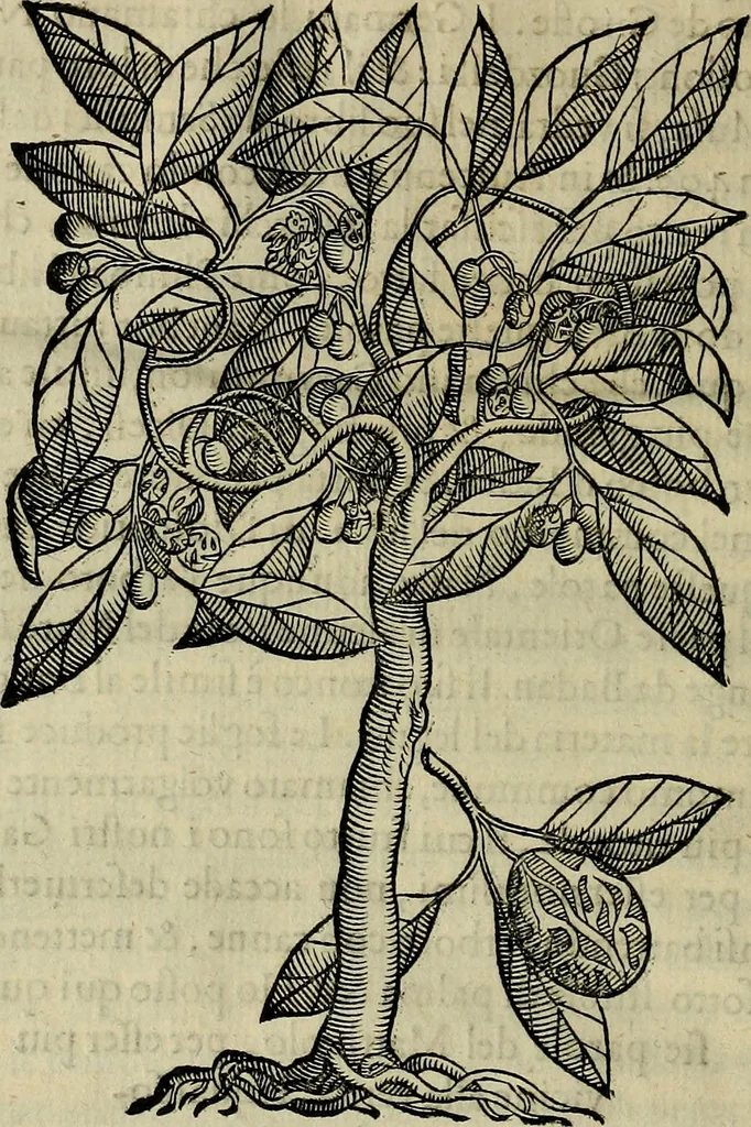 An illustration from Trattato di Christoforo Acosta africano medico & chirurgo della historia, natvra, et virtv delle droghe medicinali, & altri semplici rarissimi, che vengono portati dalle Indie Orientali in Europa : con le figure delle piante ritratte, & disegnate dal viuo poste a' luoghi proprij : nuouamente recato dalla spagnuola nella nostra lingua : con due indici, vno de' capi principali, l'altro delle cose di più momento, che si ritrouano in tutta l'opera, 1585, leaf 81
