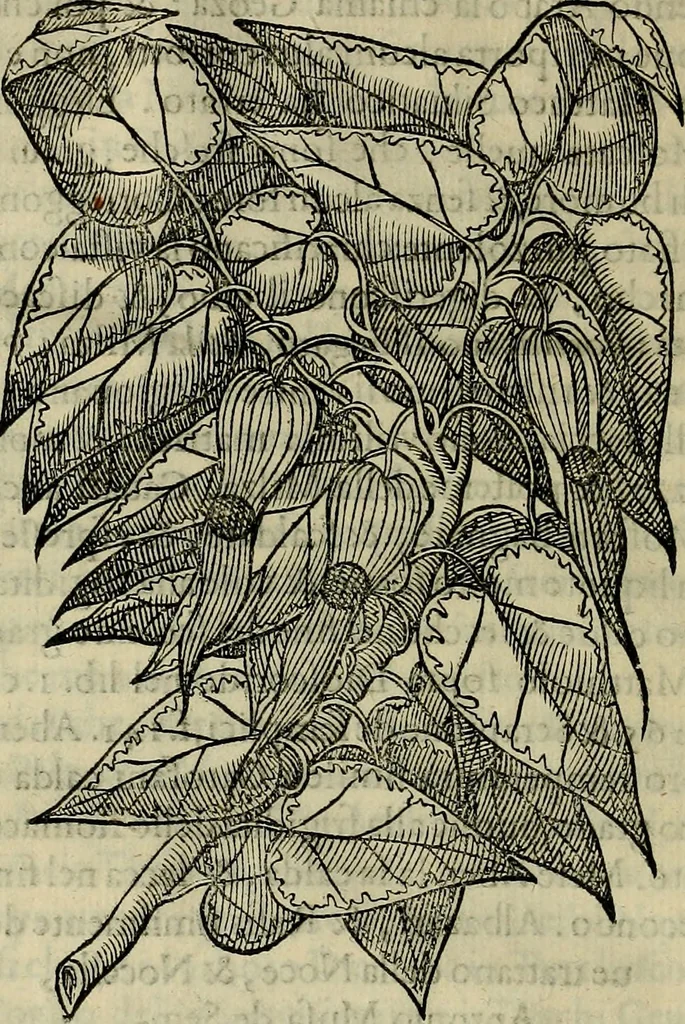 An illustration from Trattato di Christoforo Acosta africano medico & chirurgo della historia, natvra, et virtv delle droghe medicinali, & altri semplici rarissimi, che vengono portati dalle Indie Orientali in Europa : con le figure delle piante ritratte, & disegnate dal viuo poste a' luoghi proprij : nuouamente recato dalla spagnuola nella nostra lingua : con due indici, vno de' capi principali, l'altro delle cose di più momento, che si ritrouano in tutta l'opera, 1585, leaf 85