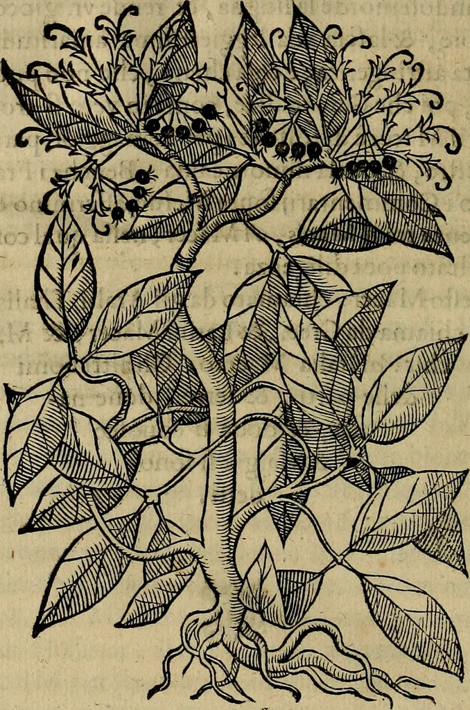 An illustration from Trattato di Christoforo Acosta africano medico & chirurgo della historia, natvra, et virtv delle droghe medicinali, & altri semplici rarissimi, che vengono portati dalle Indie Orientali in Europa : con le figure delle piante ritratte, & disegnate dal viuo poste a' luoghi proprij : nuouamente recato dalla spagnuola nella nostra lingua : con due indici, vno de' capi principali, l'altro delle cose di più momento, che si ritrouano in tutta l'opera, 1585, leaf 95