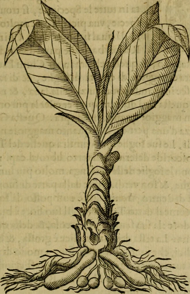 An illustration from Trattato di Christoforo Acosta africano medico & chirurgo della historia, natvra, et virtv delle droghe medicinali, & altri semplici rarissimi, che vengono portati dalle Indie Orientali in Europa : con le figure delle piante ritratte, & disegnate dal viuo poste a' luoghi proprij : nuouamente recato dalla spagnuola nella nostra lingua : con due indici, vno de' capi principali, l'altro delle cose di più momento, che si ritrouano in tutta l'opera, 1585, leaf 98