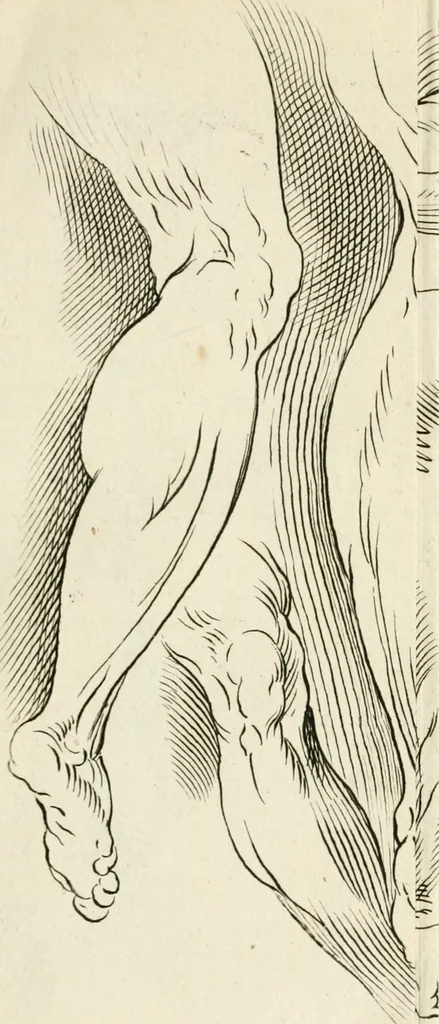 An illustration from Dictionarium polygraphicum, or, The whole body of arts regularly digested ... : illustrated with fifty-six copper plates, 1758, leaf 70