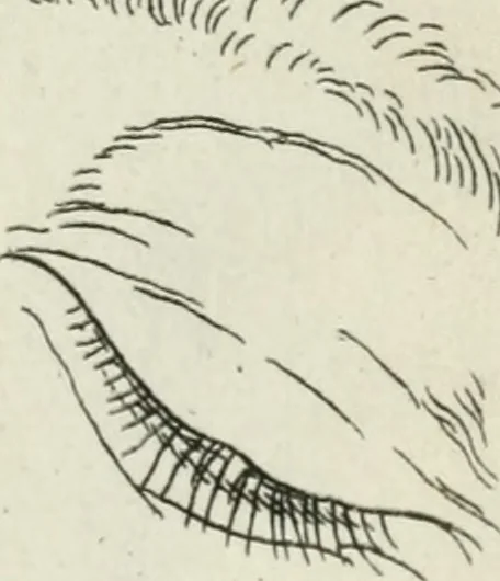 An illustration from Dictionarium polygraphicum: or, The whole body of arts regularly digested ... adorned with proper sculptures, curiously engraven on more than fifty copper plates .., 1735, leaf 442