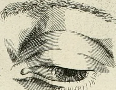 An illustration from Dictionarium polygraphicum: or, The whole body of arts regularly digested ... adorned with proper sculptures, curiously engraven on more than fifty copper plates .., 1735, leaf 443