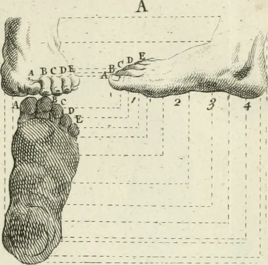 An illustration from Dictionarium polygraphicum: or, The whole body of arts regularly digested ... adorned with proper sculptures, curiously engraven on more than fifty copper plates .., 1735, leaf 454