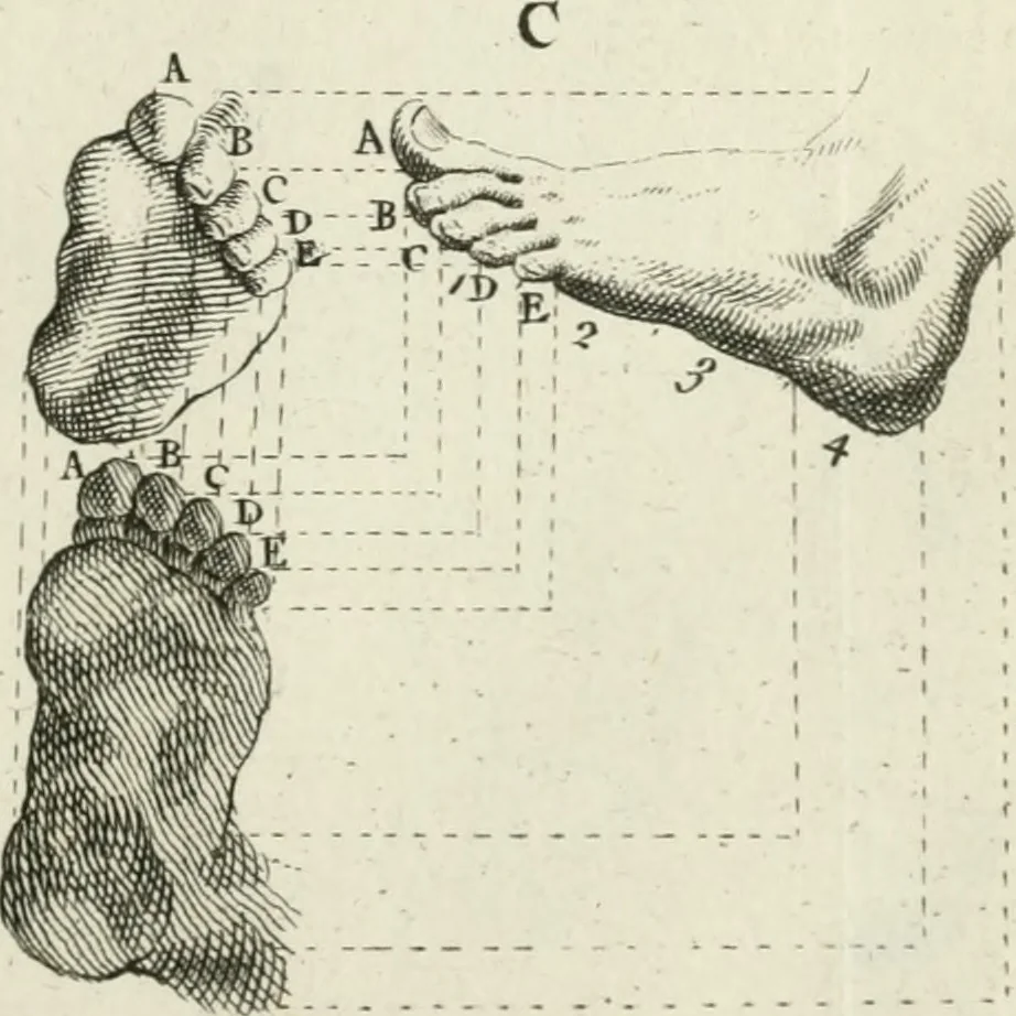 An illustration from Dictionarium polygraphicum: or, The whole body of arts regularly digested ... adorned with proper sculptures, curiously engraven on more than fifty copper plates .., 1735, leaf 454