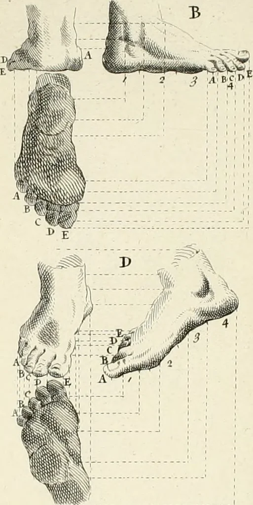 An illustration from Dictionarium polygraphicum: or, The whole body of arts regularly digested ... adorned with proper sculptures, curiously engraven on more than fifty copper plates .., 1735, leaf 455