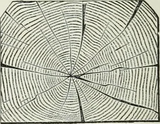 An illustration from A dictionary of architecture and building; biographical, historical and descriptive, 1901, leaf 636