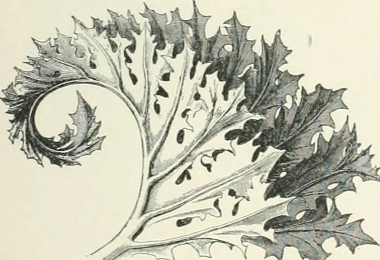 An illustration from A dictionary of architecture and building; biographical, historical and descriptive, 1901, leaf 19
