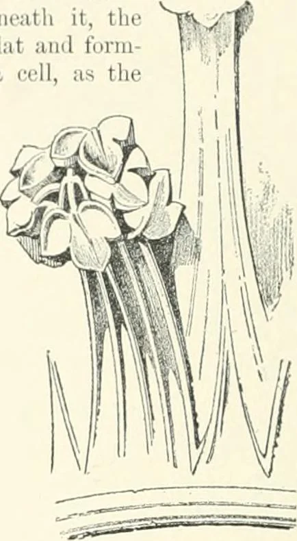 An illustration from A dictionary of architecture and building; biographical, historical and descriptive, 1901, leaf 418