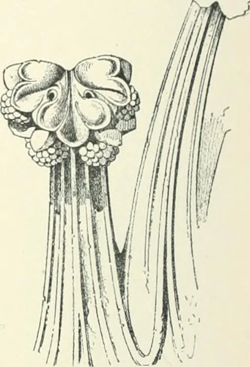 An illustration from A dictionary of architecture and building; biographical, historical and descriptive, 1901, leaf 418
