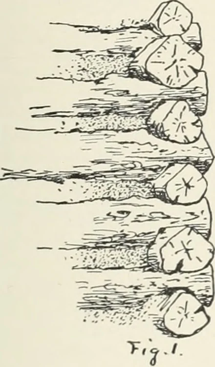 An illustration from A dictionary of architecture and building; biographical, historical and descriptive, 1901, leaf 462