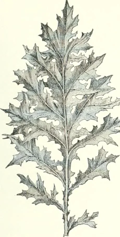 An illustration from A dictionary of architecture and building : biographical, historical, and descriptive, 1902, leaf 24