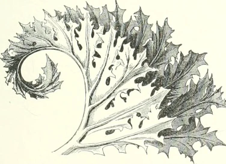 An illustration from A dictionary of architecture and building : biographical, historical, and descriptive, 1902, leaf 24