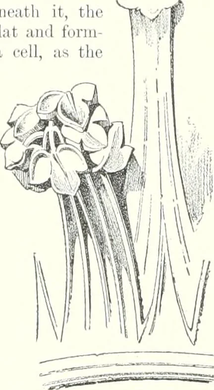 An illustration from A dictionary of architecture and building : biographical, historical, and descriptive, 1902, leaf 423