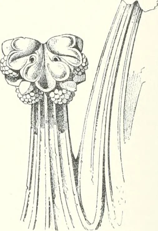 An illustration from A dictionary of architecture and building : biographical, historical, and descriptive, 1902, leaf 423