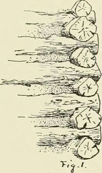 An illustration from A dictionary of architecture and building : biographical, historical, and descriptive, 1902, leaf 461