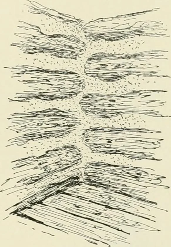 An illustration from A dictionary of architecture and building : biographical, historical, and descriptive, 1902, leaf 461