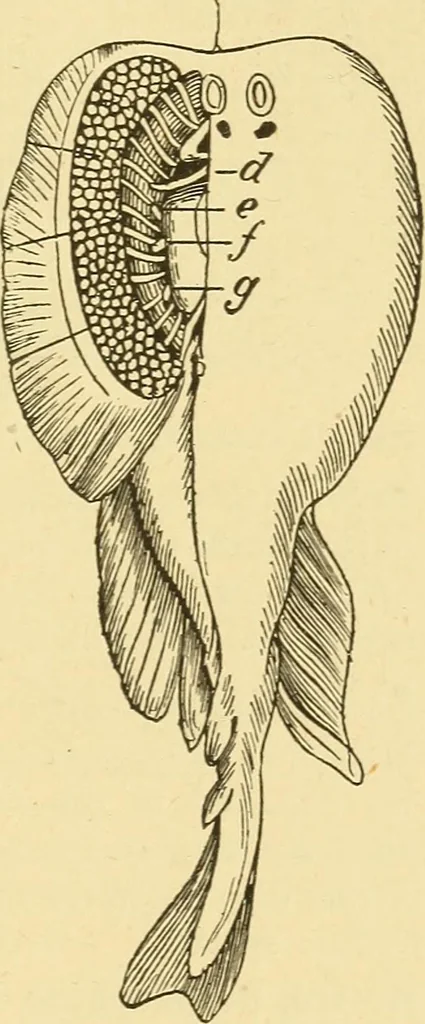 An illustration from A dictionary of electrical words, terms and phrases, 1898, leaf 449