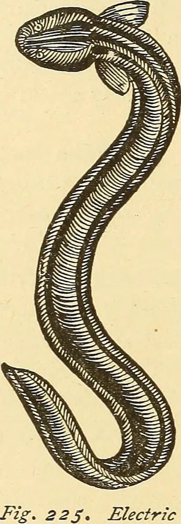 An illustration from A dictionary of electrical words, terms and phrases, 1896, leaf 194