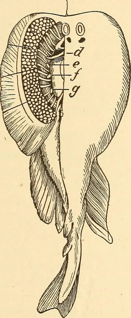 An illustration from A dictionary of electrical words, terms and phrases, 1896, leaf 451