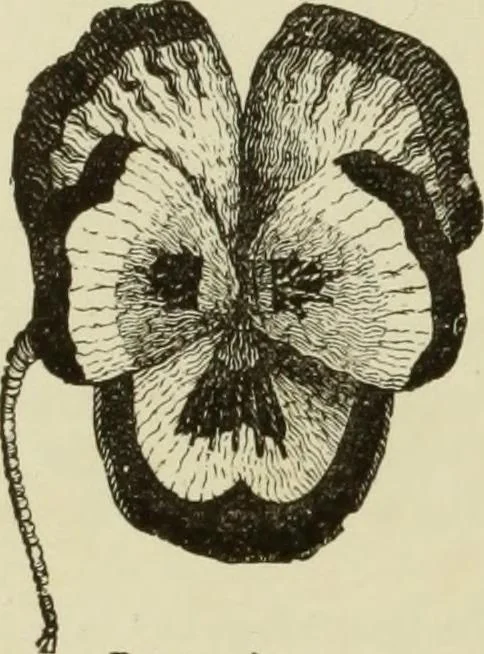 An illustration from The dictionary of needlework : an encyclopaedia of artistic, plain, and fancy needlework dealing fully with the details of all the stitches employed, the method of working, the materials used, the meaning of technical terms, and, where necessary, tracing the origin and history of the various works described, 1882, leaf 114