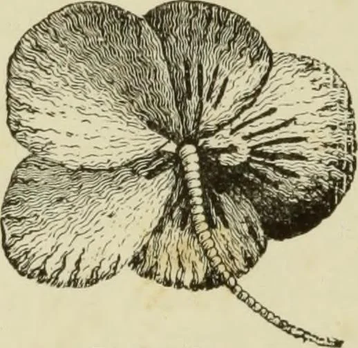 An illustration from The dictionary of needlework : an encyclopaedia of artistic, plain, and fancy needlework dealing fully with the details of all the stitches employed, the method of working, the materials used, the meaning of technical terms, and, where necessary, tracing the origin and history of the various works described, 1882, leaf 114