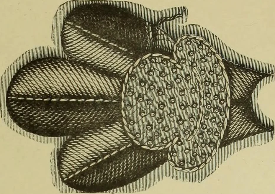 An illustration from The dictionary of needlework : an encyclopaedia of artistic, plain, and fancy needlework dealing fully with the details of all the stitches employed, the method of working, the materials used, the meaning of technical terms, and, where necessary, tracing the origin and history of the various works described, 1882, leaf 157